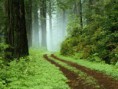 /album/fotogaleria/forest-jpg/