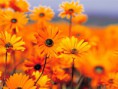 /album/fotogaleria/garden-jpg/
